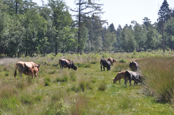 Taurusossen tijdens wandeling met Jos van de Wijst op Maashorst in Uden