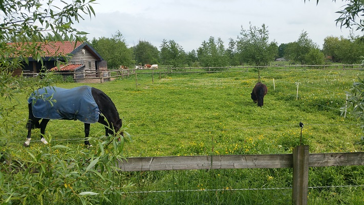 Wandelen over het Westerborkpad bij paarden in Schothorst