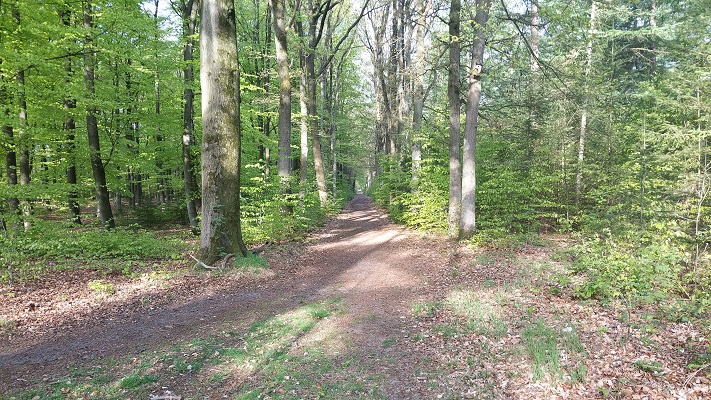 Wandelen over het Westerborkpad in de bossen van het Goois Natuurreservaat in Hilversum
