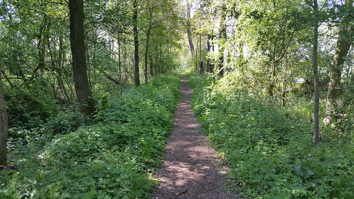 Wandelen over het Westerborkpad op bospad richting Amersfoort