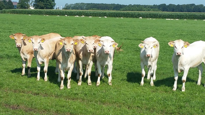 Wandelen over het Westerborkpad bij koeien aan de Blokweg