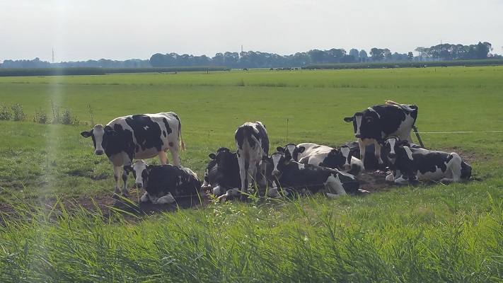 Wandelen over het Westerborkpad bij koeien aan de Hooidijk in Zwolle