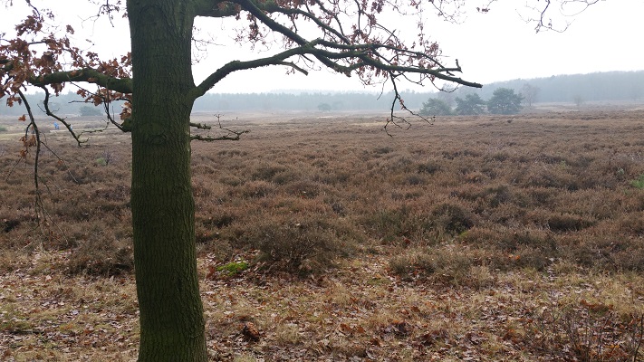 Wandelen over het Westerborkpad bij de Hoorneboegse Heide