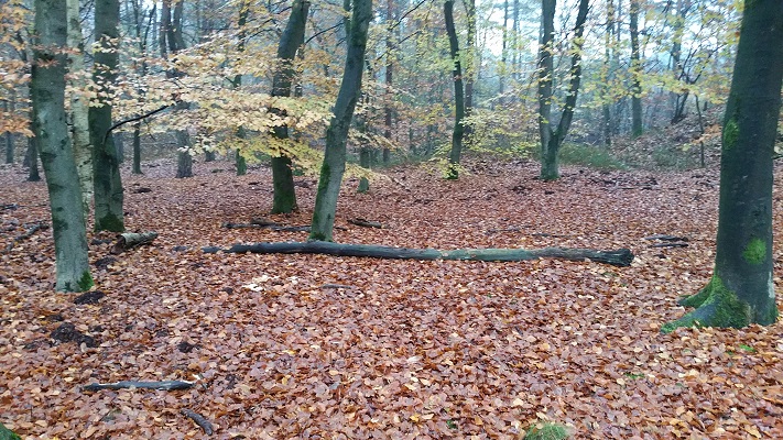 Wandelen over het Westerborkpad in de bossen van Nunspeet