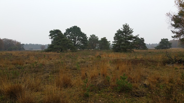 Wandelen over het Westerborkpad op heidegebied bij Vierhouten