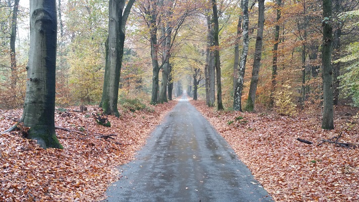 Wandelen over het Westerborkpad in bossen bij Nunspeet