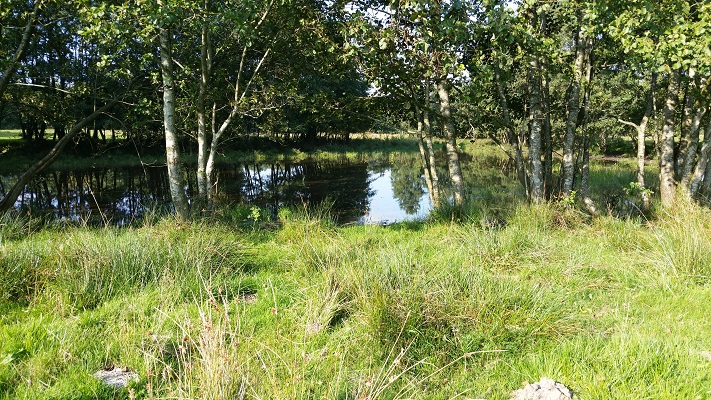 Westerwoldepad-Ommetje-21-6 Nat broekland langs Ruiten Aa tijdens wandeling over Ommetje over Westerwoldepad