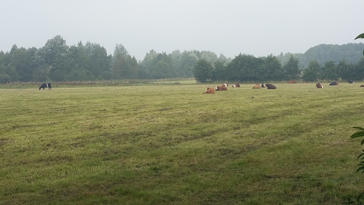 Koeien in beekdal Ruiten Aa tijdens wandeling over Ommetje over Westerwoldepad
