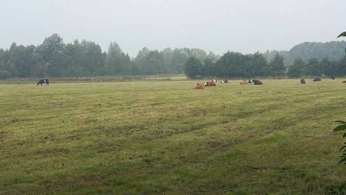 Westerwoldepad-Ommetje-21-7 Koeien in beekdal Ruiten Aa tijdens wandeling over Ommetje over Westerwoldepad