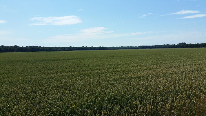 Ter Haar in ommetje over het Westerwoldepad in Groningen