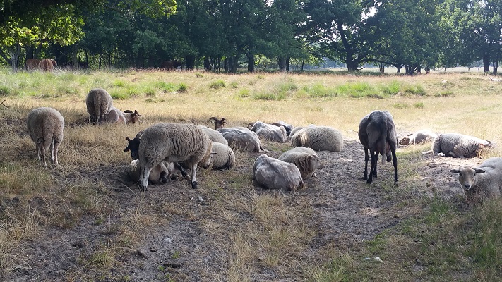 Westerwoldepad-Sellingen-Ter-Apel-4