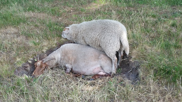 Westerwoldepad-Sellingen-Ter-Apel-5 Schapen Ter Borgh in wandeling over Westerwoldepad van Sellingen naar Ter Apel