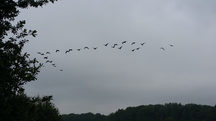 Trekvogels boven Hoornermeeden tijdens wandeling over Westerwoldepad van Wedderveer naar Vlagtwedde