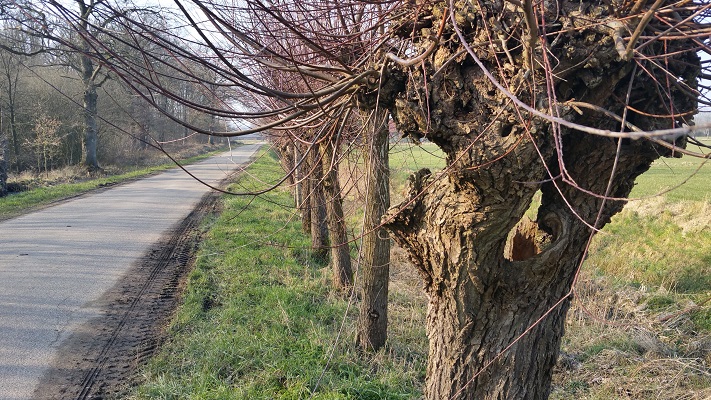 Knotwilgen tijdens wijnwandeling van Wanda Catsman in Groesbeek
