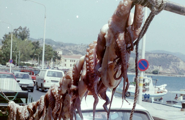 Drogen van inktvissen in Dimitsana op wandelreis in Griekenland