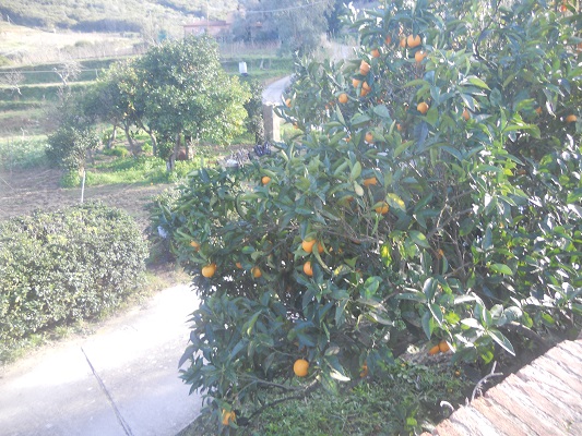 Sinaasappelbomen bij oude woonhuis van verbannen Napoleon op wandelreis naar Italiaans eiland Elba