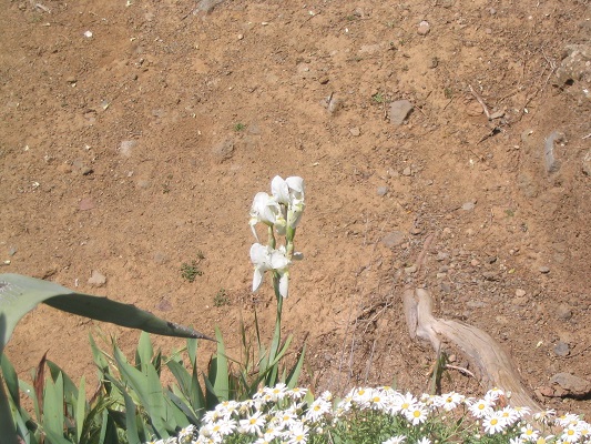 Bloeiende plant tijdens een wandelvakantie op Canarisch Eiland Gran Canaria