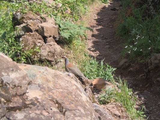 Vogel gespot tijdens wandeling van Barranco de Guaydeque naar Montana las Tierras tijdens een wandelvakantie op Canarisch Eiland Gran Canaria