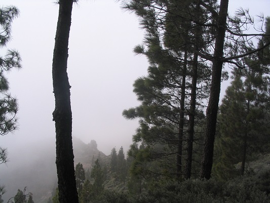 Mist bij Montana las Tierras tijdens een wandelvakantie op Canarisch Eiland Gran Canaria