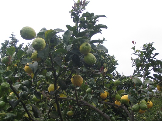 Sinaasappelbomen tijdens een wandelvakantie op Canarisch Eiland Gran Canaria