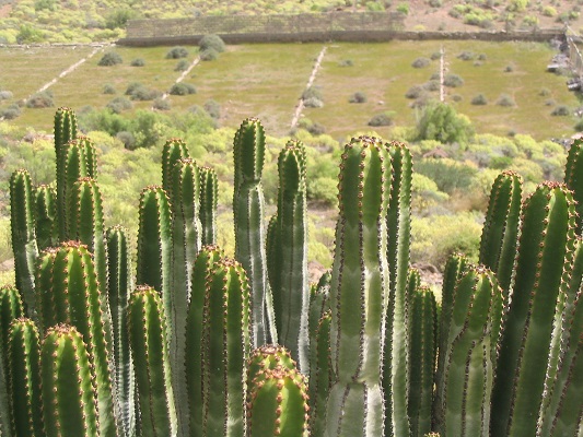 Cactussen bij Montana las Tierras tijdens een wandelvakantie op Canarisch Eiland Gran Canaria