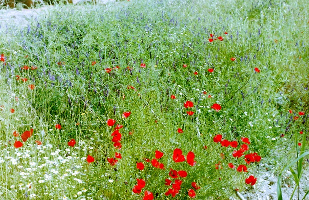 Bloemenweelde van klaprozen tijdens een wandeling in Pelion op wandelreis door Griekenland