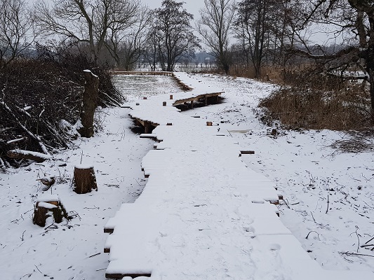 Knuppelbrug over wijstgronden tijdens IVN-wandeling Over Peelrandbreuk en wijstgronden in Uden