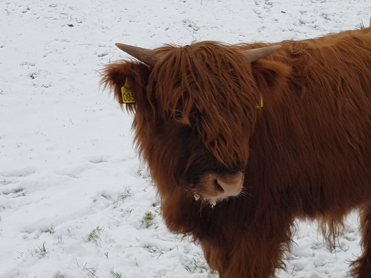 Schotse Hooglander op wijstgronden tijdens IVN-wandeling Over Peelrandbreuk en wijstgronden in Uden