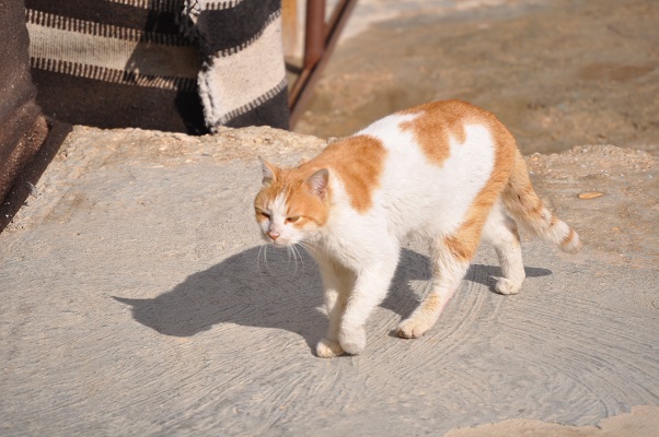 Jordanië-Natuurreservaat-Dana-8 Poes in natuurreservaat Dana tijdens een wandelreis van SNP door Jordanië