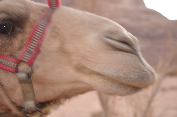 Jordanië-Wadi-Rum-10 Kameel in Wadi Rum tijdens een wandelreis van SNP door Jordanië