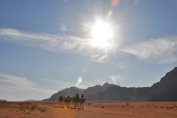 Kamelen in de zon in landschap van Wadi Rum tijdens een wandelreis van SNP door Jordanië