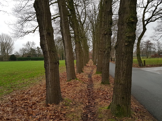 Laan in Bennekom tijdens wandeling over Klompenpad Breukerengpad in Bennekom