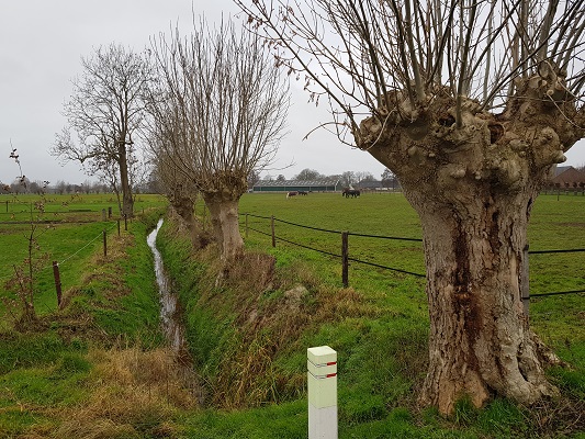 Knotwilgen bij De Hoeven tijdens wandeling over Klompenpad Breukerengpad in Bennekom