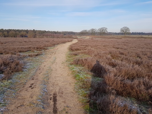 Klompenpad-Molenbeeksepad-13 De Renkumse Heide op een wandeling over Klompenpad Molenbeeksepad bij Renkum