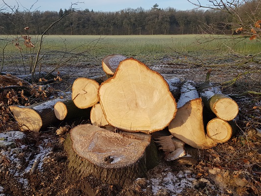 Klompenpad-Molenbeeksepad-9 Bomenkap op de Renkumse Heide op een wandeling over Klompenpad Molenbeeksepad bij Renkum
