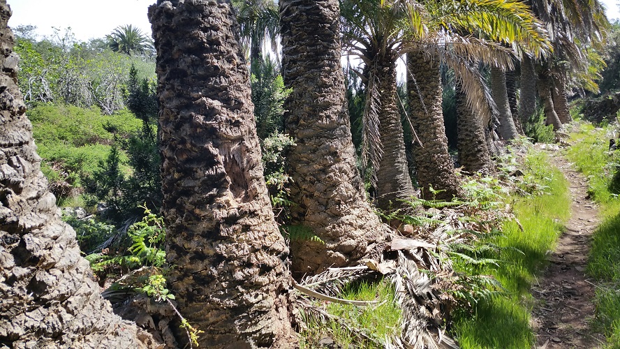 Palmbomen bij Las Hayas Barranco tussen Las Hayas en El Cercado tijdens wandeling op een wandelvakantie op La Gomera op de Canarische Eilanden