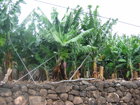 Bananenplantages tijdens een wandelvakantie op Canarisch eiland La Palma