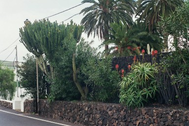 Weelderig plantengroei tijdens een wandelvakantie op Canarisch Eiland Lanzarote