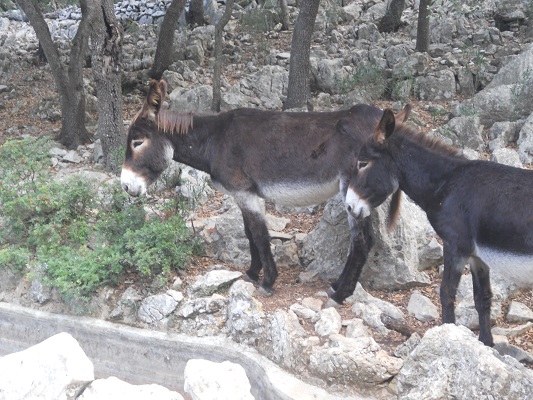 Ezels bij Alqeria op wandelvakantie in Tramuntanagebergte op Spaans eiland Mallorca
