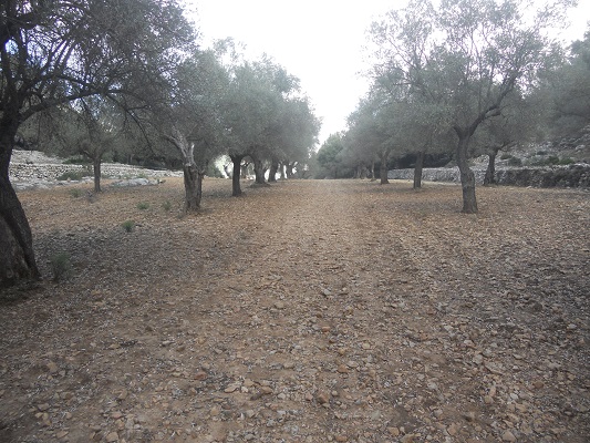 Olijfboomgaard bij Bunyola op wandelvakantie in Tramuntanagebergte op Spaans eiland Mallorca