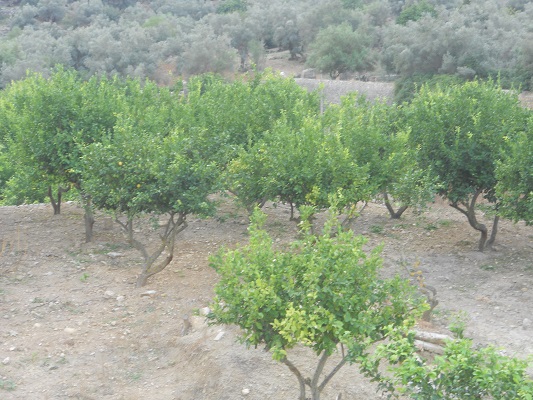 Olijfboomgaard bij Bunyola op wandelvakantie in Tramuntanagebergte op Spaans eiland Mallorca