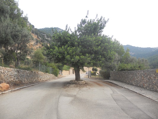 Olijfboom bij Bunyola op wandelvakantie in Tramuntanagebergte op Spaans eiland Mallorca