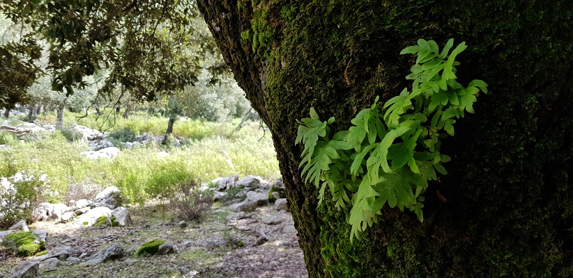 Plantengroei op bomen op wandelvakantie in Tramuntanagebergte op Spaans eiland Mallorca