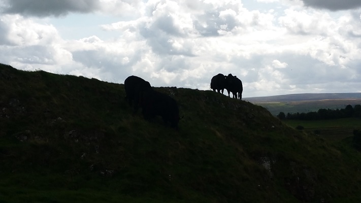 Silhouet van koeien op een wandeling van Chollerford naar Once Brewed op wandelreis over Muur van Hadrianus in Engeland
