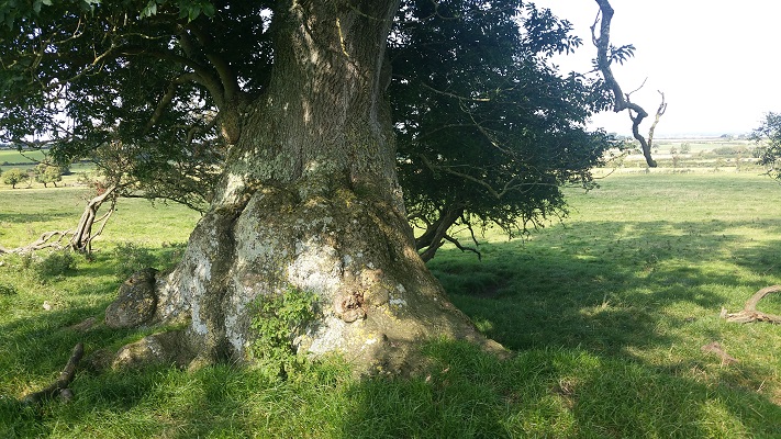 Reusachtig dikke boom tijdens wandeling van Carlisle naar Bownes op wandelreis over Muur van Hadrianus in Engeland