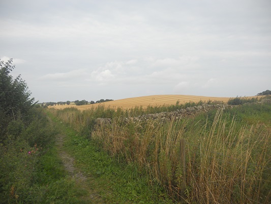 Wandelpad tussen graanvelden op een wandeling van Wallsend naar Heddon on Wall op een wandelreis over de Muur van Hadrianus in Engeland