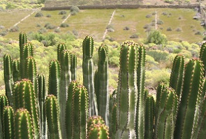 Weelderige cactussen op wandelreis naar Canarisch Eiland La Gomera