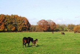 Paarden bij Kraaijenbergse Plassen tijdens een wandeling Vier Elementen bij Beers in Noord-Brabant