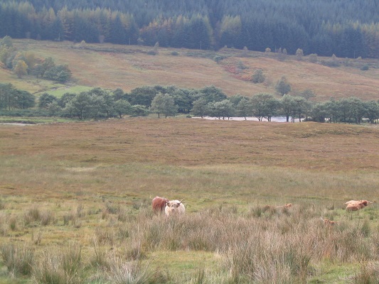Heidevelden bij Crainlarich op een wandeling over de West Highland Way op mijn wandelreis in Schotland