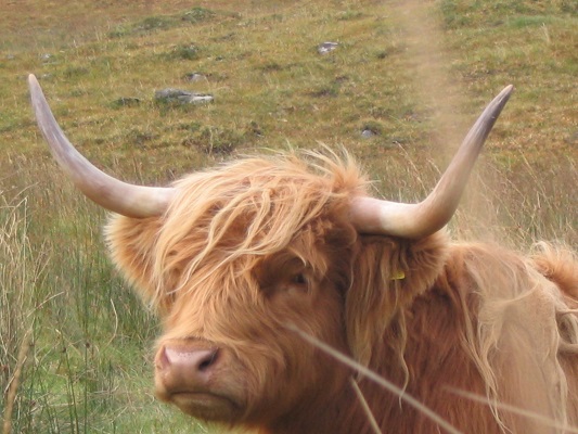Schotse Hooglander bij Crainlarich op een wandeling over de West Highland Way op mijn wandelreis in Schotland